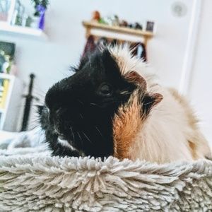 Meet your Posher, Sophie